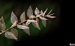 微距植物摄影高清屏保