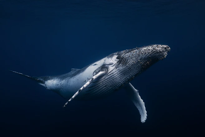 Pet Blue Whale: The Ultimate Companion for Ocean Enthusiasts